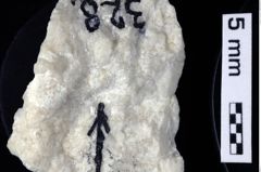 Foto (Detailansicht) von Galatheoidea indet. (NHMW-GEO-1990-0041-0328)